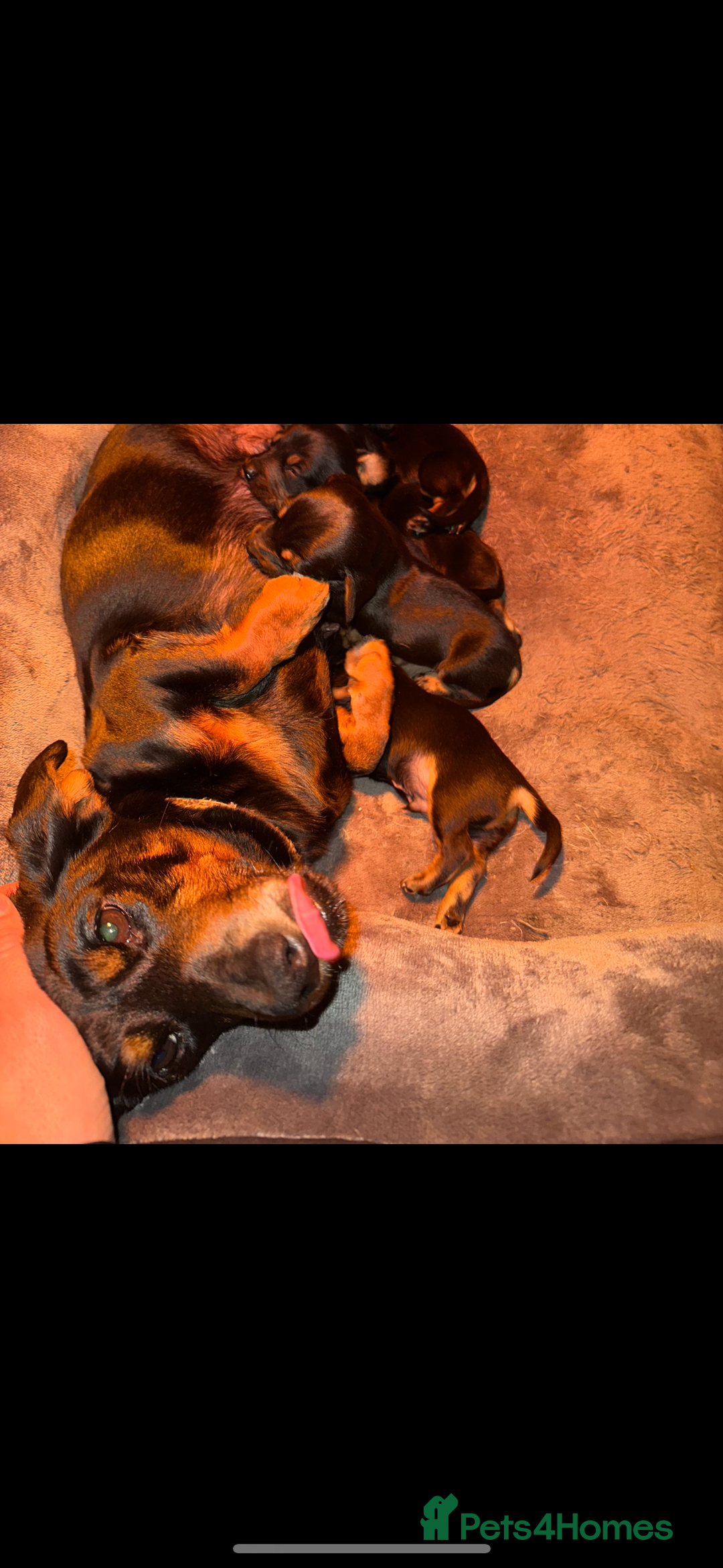 Dachshund dogs for sale: Dachshund puppies  - Image 7