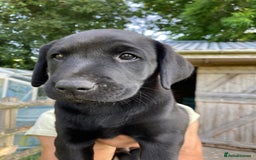 Labrador Retriever dogs for sale: Loving active homes wanted in Axminster - Image 3