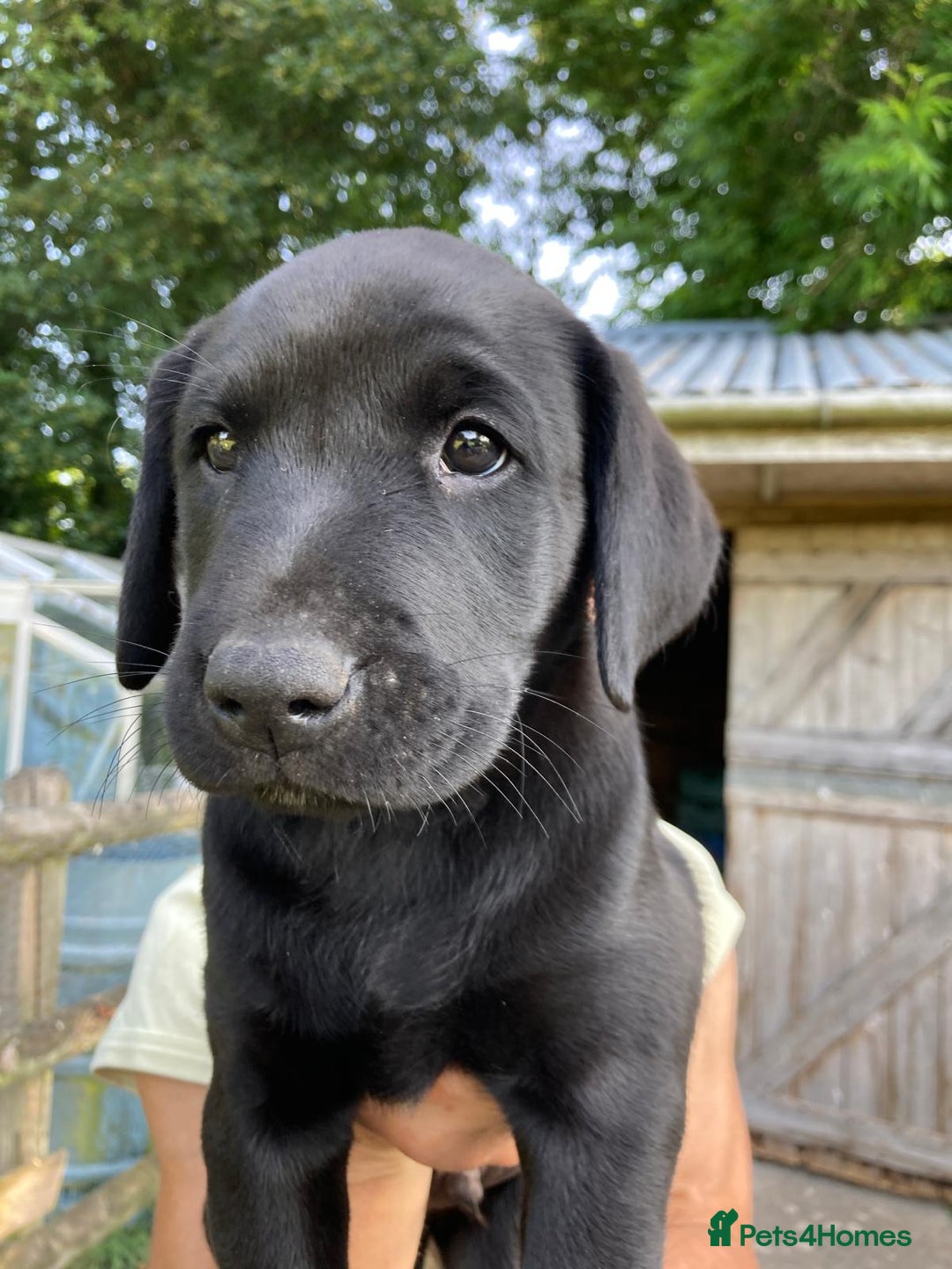 Labrador Retriever dogs for sale: Loving active homes wanted in Axminster - Image 3