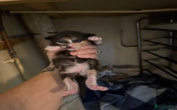 Mixed Breed cats for sale: 4 kitty’s looking for forever homes!  - Image 12