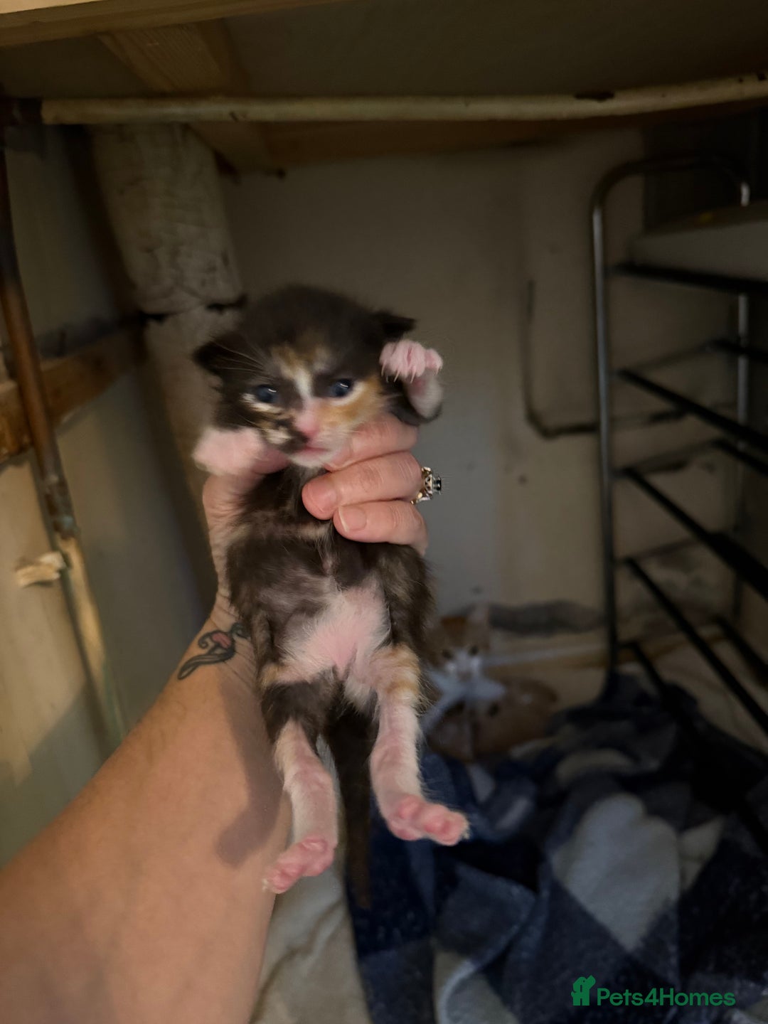 Mixed Breed cats for sale: 4 kitty’s looking for forever homes!  - Image 12
