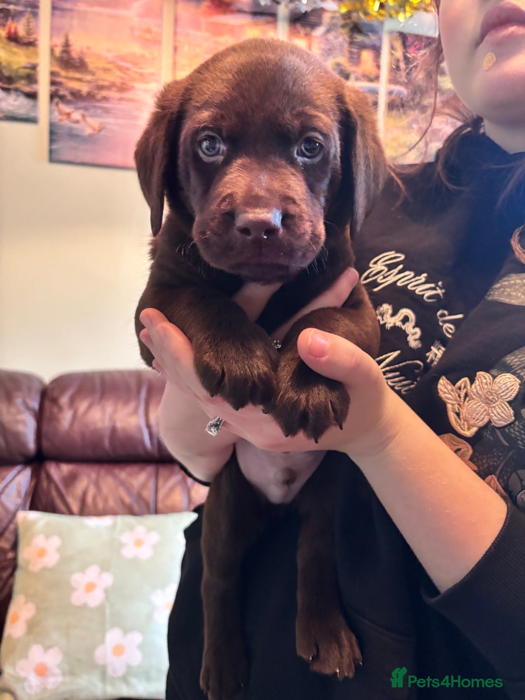 Labrador Retriever dogs for sale: Chocolate and Black Labrador Puppies - Advert 27