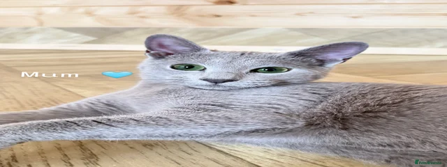 Queenie