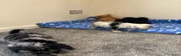Cavapoo dogs for sale: Health tested Cavapoo puppies  - Advert 14