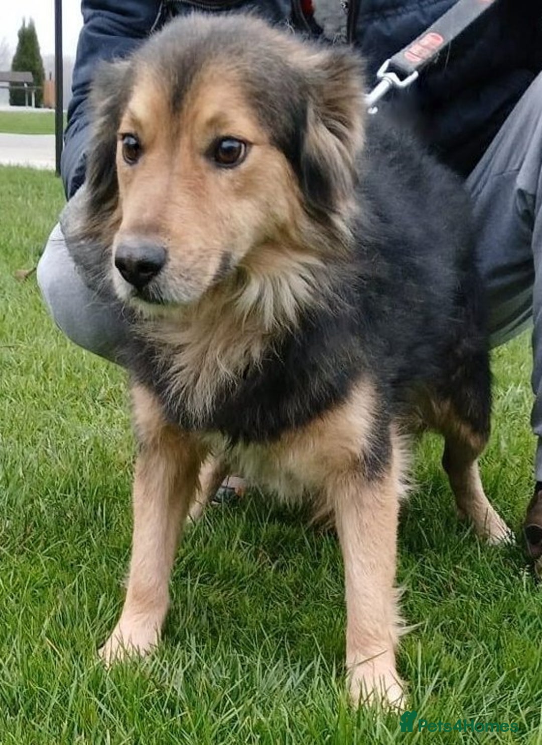 Mixed Breed dogs for adoption: Mookie 🐾✨ A Little Lion with the Softest Heart - Advert 1