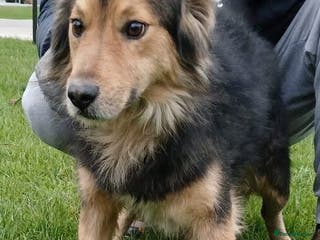 Mixed Breed dogs Mookie 🐾✨ A Little Lion with the Softest Heart - Advert 2