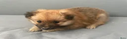 Pomeranian dogs for sale: Pomeranian puppies for sale  - Advert 13