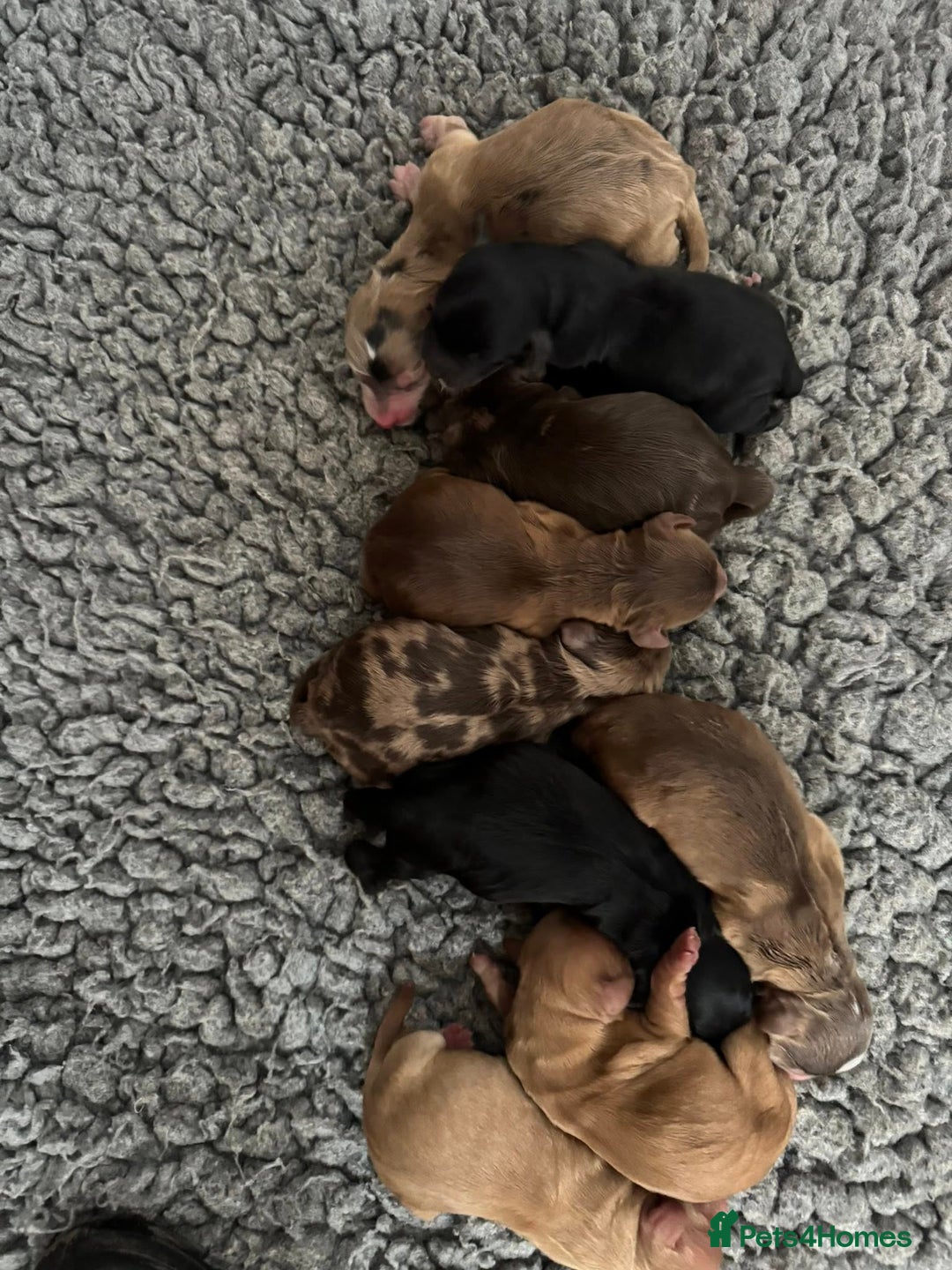 Cockapoo dogs for sale: beautiful cockapoo puppies ready 5th February   - Advert 1