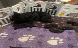 German Shepherd dogs for sale: German shepherd puppies  - Image 15