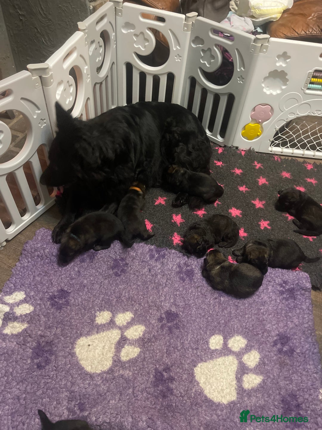 German Shepherd dogs for sale: German shepherd puppies  - Image 15