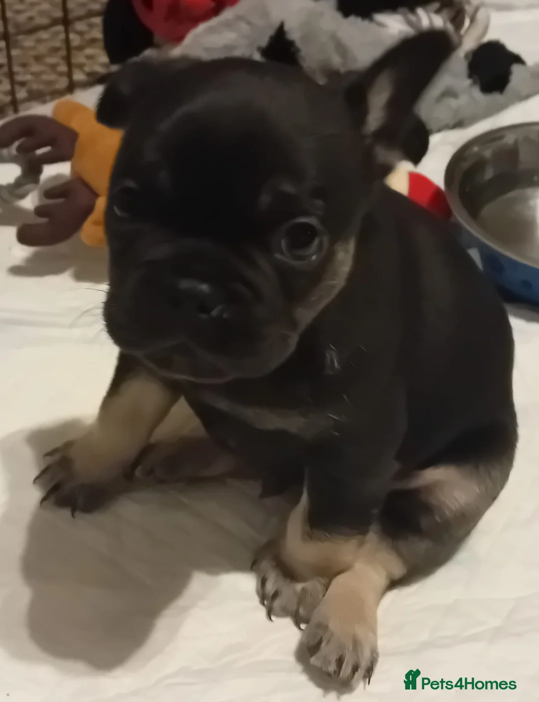 French Bulldog dogs for sale: French Bulldog Puppy For Sale  - Advert 4