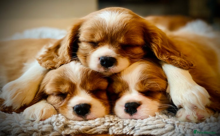 Cavalier King Charles Spaniel dogs - Advert 26