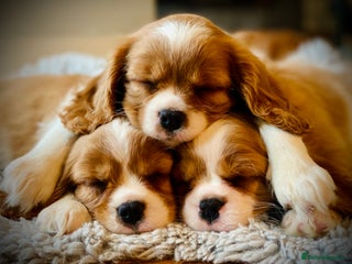 Cavalier King Charles Spaniel dogs - Advert 7