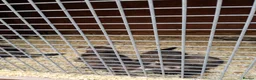 Ferret rodents for sale: Lovely ferret kits - Advert 1