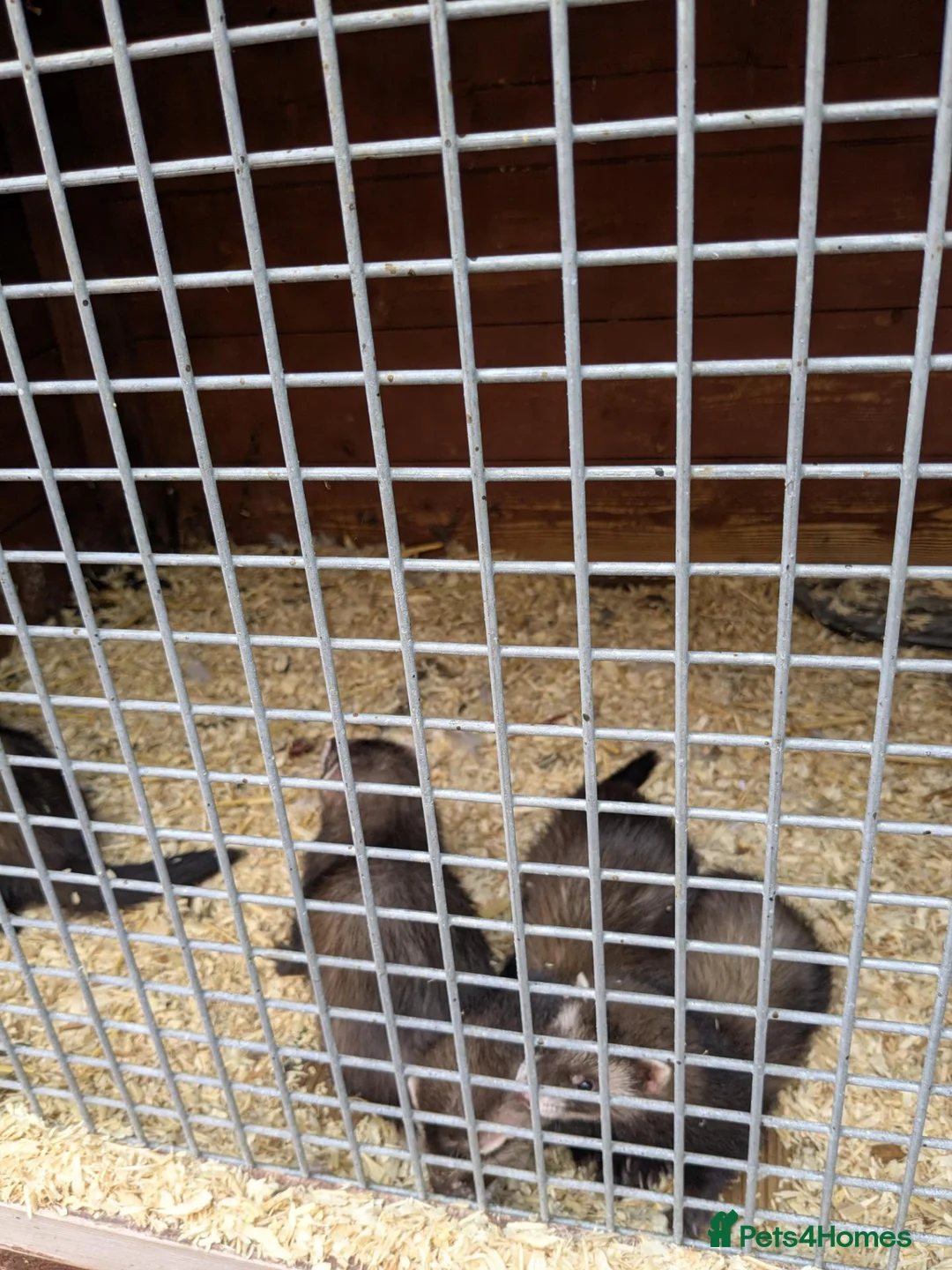 Ferret rodents for sale: Lovely ferret kits - Advert 1