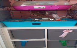 Hamster rodents for sale: Young hamster  - Image 3