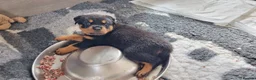 Rottweiler dogs for sale: Viewing now. Kc reg, health tested parents - Advert 5