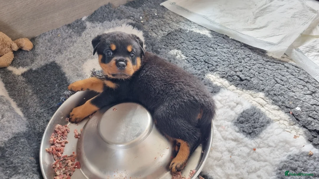 Rottweiler dogs for sale: Ready next week. Kc reg, health tested parents - Advert 22