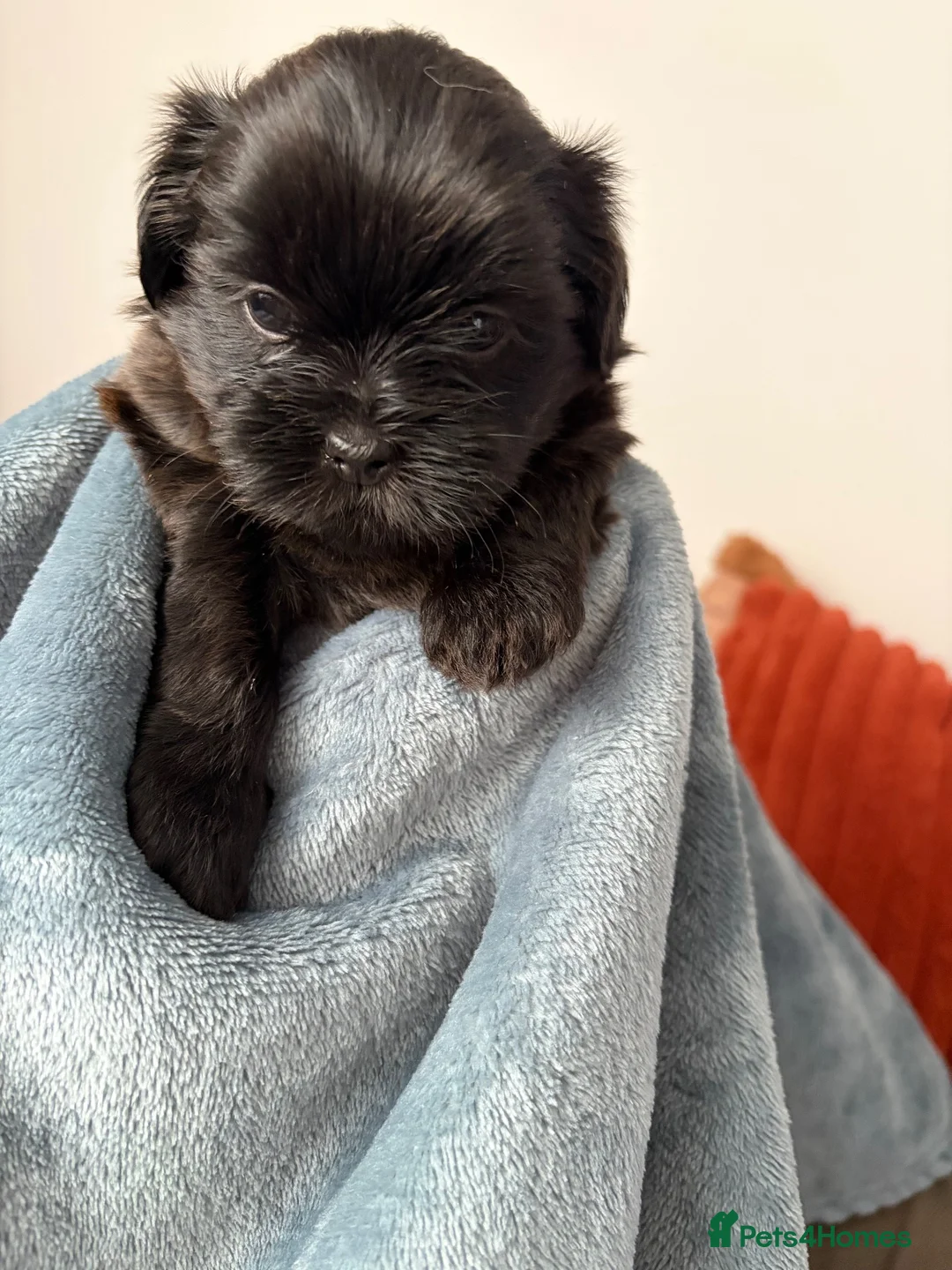 Shih Tzu dogs for sale: Shih Tzu Puppies for Sale – 4 Puppies Available 🐶 - Advert 16