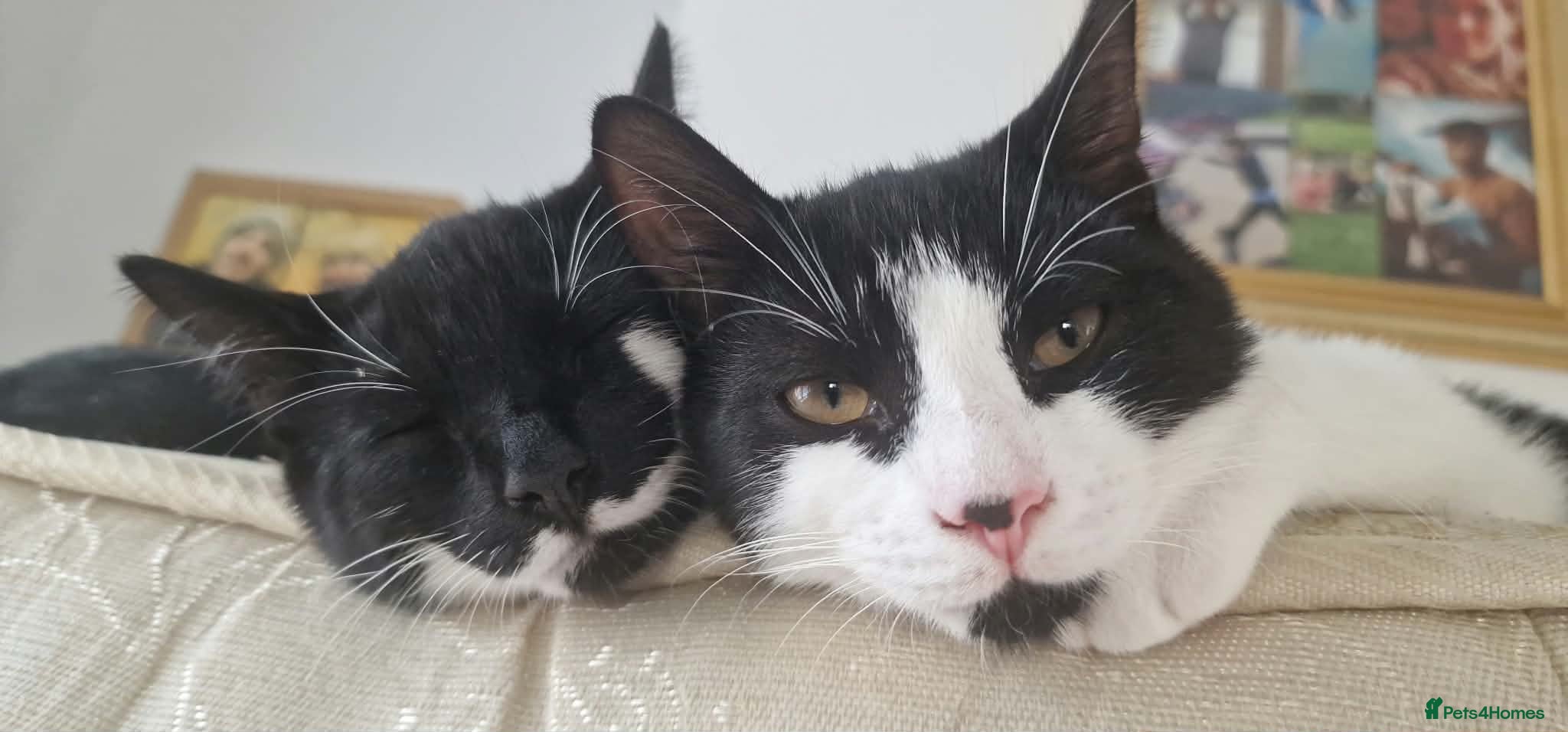 Mixed Breed cats 2 brothers in need of a new home  - Advert 2