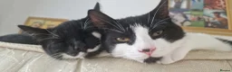 Mixed Breed cats for sale: 2 brothers in need of a new home  in Colwyn Bay - Advert 1