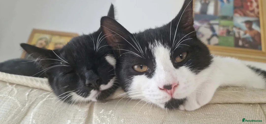 Mixed Breed cats for sale: 2 brothers in need of a new home  in Colwyn Bay - Advert 1