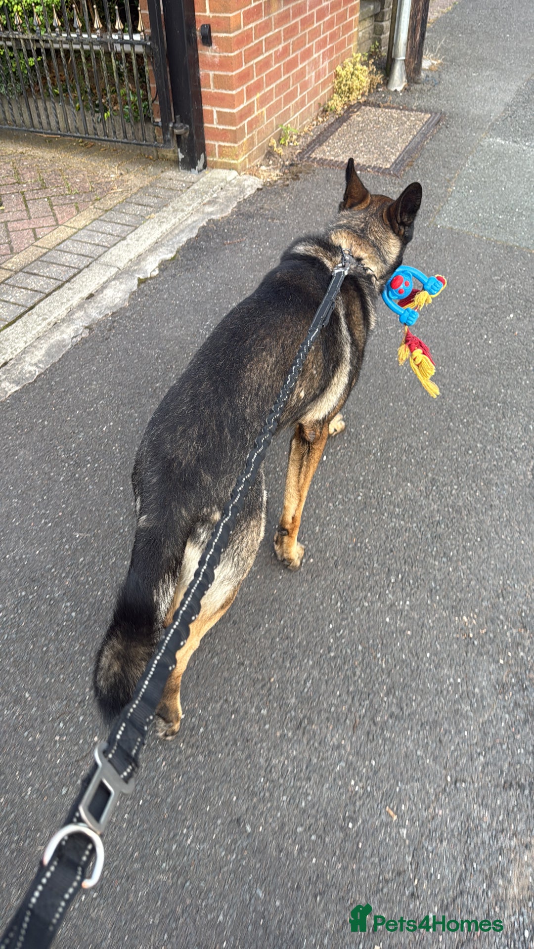 German Shepherd dogs for sale: Tyshunde memphis - Advert 12