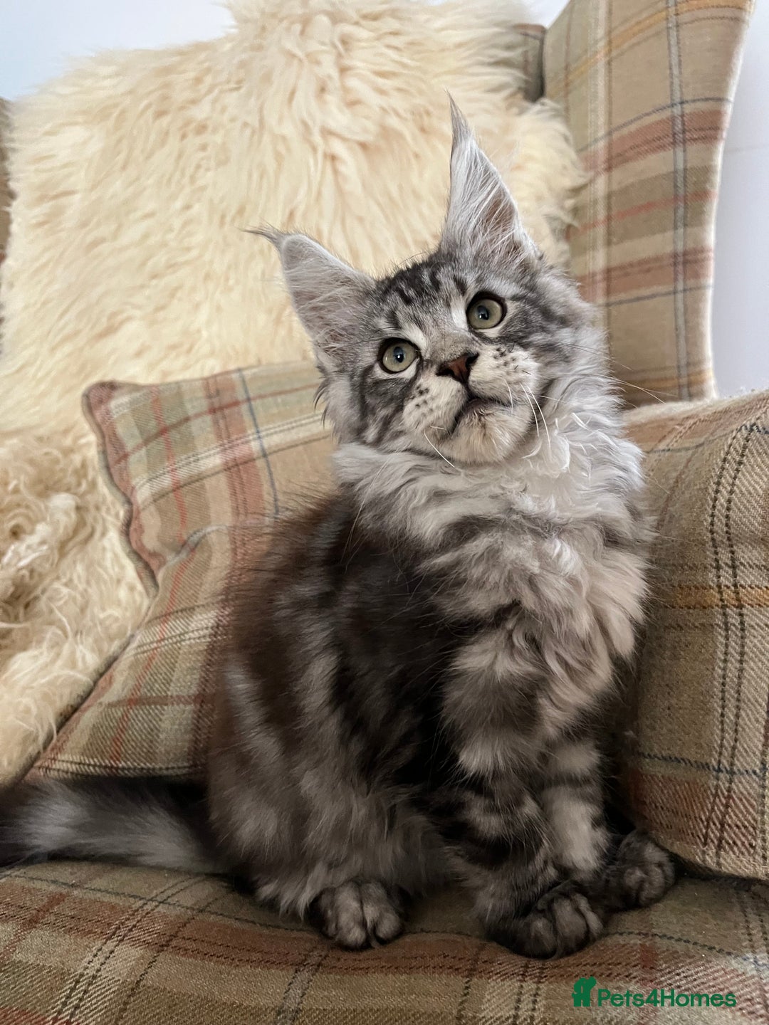 Maine Coon cats for sale: ⭐️Beautiful Maine Coon Kittens⭐️ - Image 5