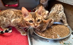 Bengal cats for sale: Bengal kittens stunning litter ready now boys girl - Image 13