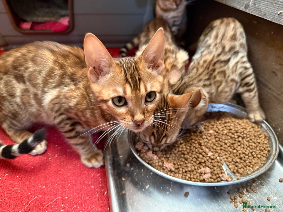 Bengal cats for sale: Bengal kittens stunning litter ready now boys girl - Image 13
