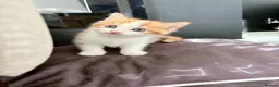 Mixed Breed cats for sale: Ragdoll-X-BSH - Advert 10