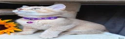 British Longhair cats for sale: PURE TICA BRITISH SHORTHAIR & LONGHAIR KITTENS  - Advert 6