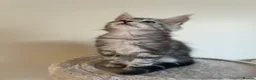 Maine Coon cats for sale: Maine coon kittens looking for new homes - Advert 15