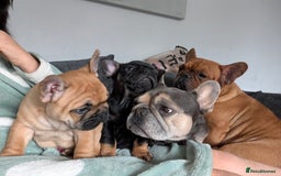 French Bulldog dogs for sale: Stunning Red fawn black & tan KC reg frenchie pups - Image 15