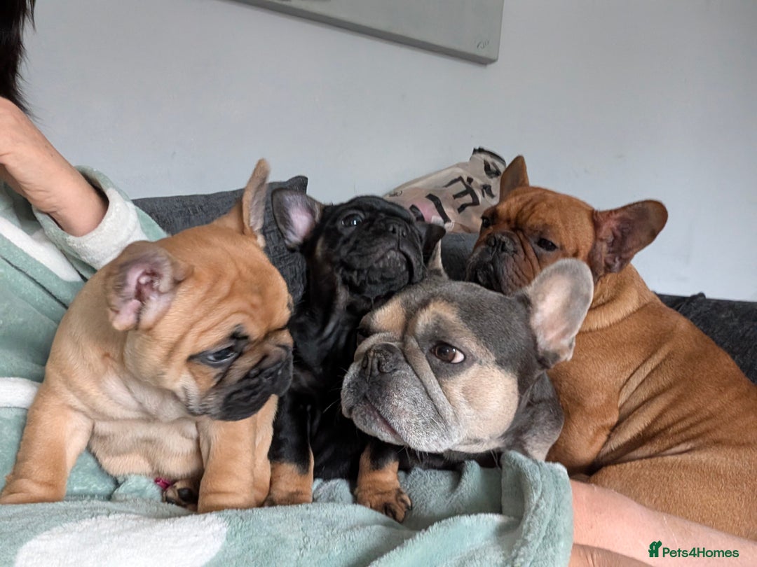 French Bulldog dogs for sale: Stunning Red fawn black & tan KC reg frenchie pups - Image 15