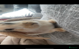 Harlequin rabbits for sale:  Gorgeous rabbit looking for her new home  - Image 1