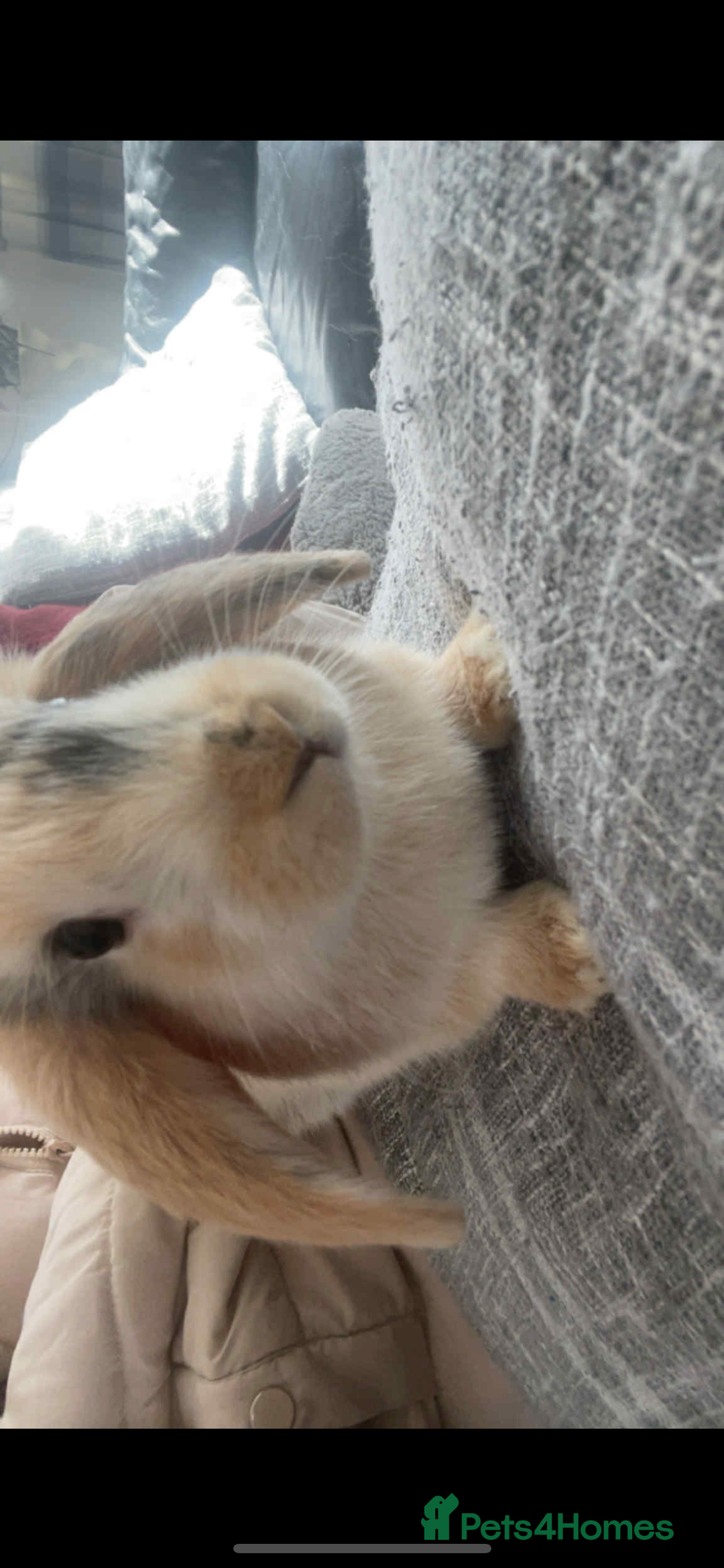 Harlequin rabbits for sale:  Gorgeous rabbit looking for her new home  - Image 1