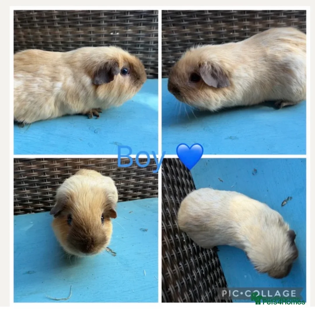 Guinea Pig rodents for sale: Male & Female piggies looking for new laps - Advert 1