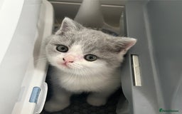 British Shorthair cats for sale: Blue bio-colour girl - Image 6