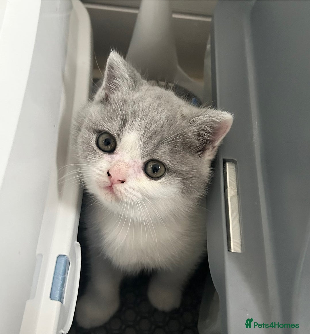 British Shorthair cats for sale: Blue bio-colour girl - Image 6