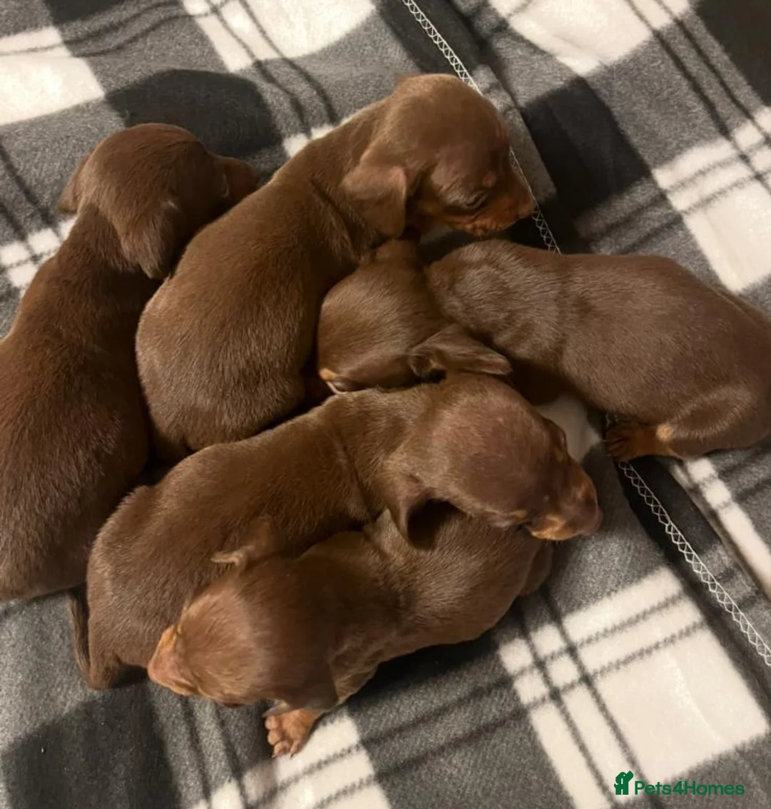 Dachshund dogs for sale: True To Type Miniture Dachshund Puppies  - Advert 2