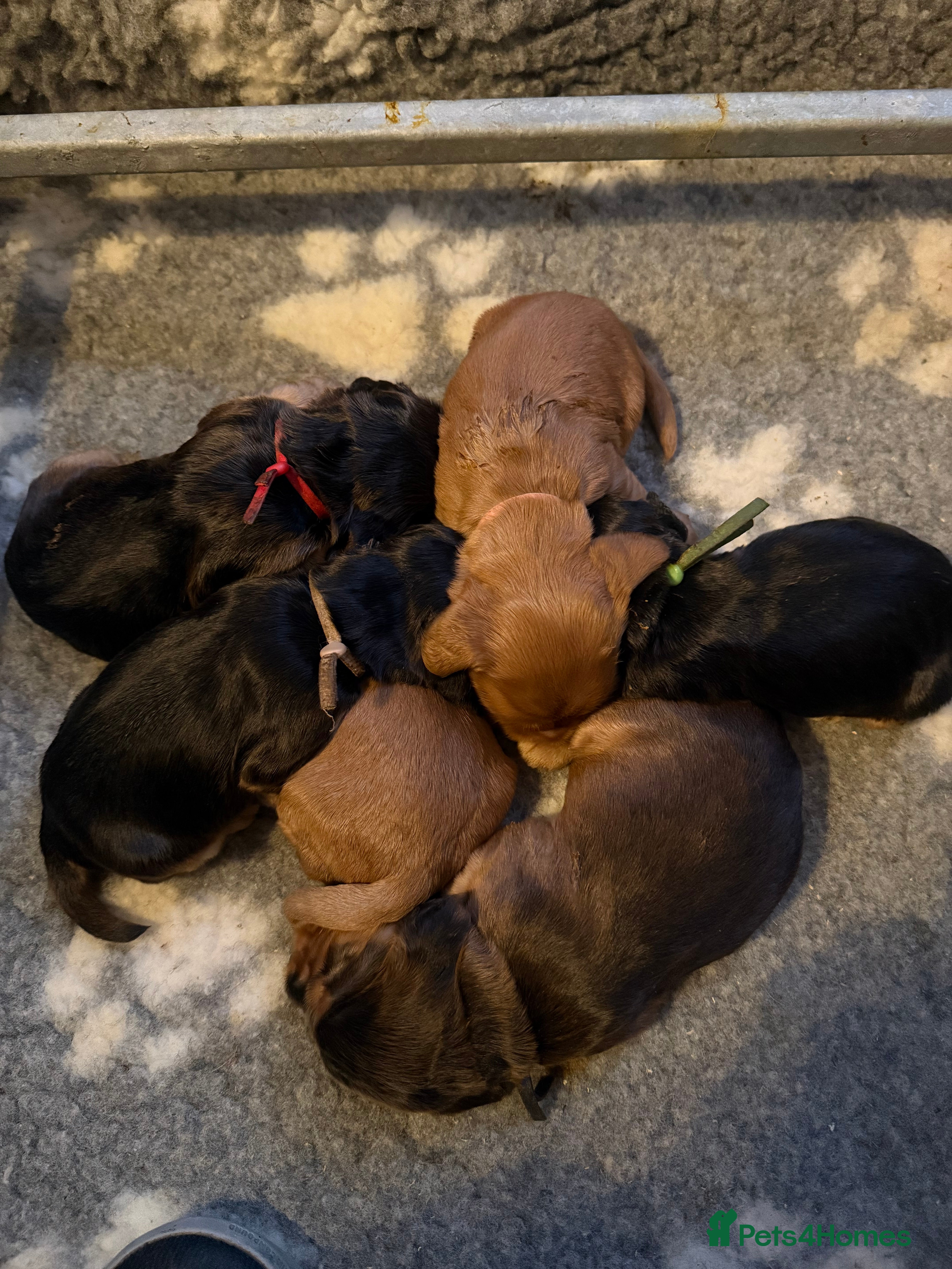 Cocker Spaniel dogs KC Reg Show Cocker Spaniel Puppies  - Advert 2