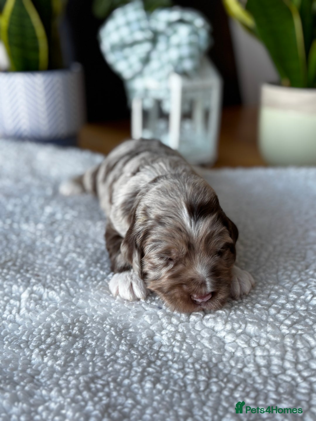 Sproodle dogs for sale: 💥 Rare Gorgeous Chocolate Merle Sproodles 🐶 - Advert 4