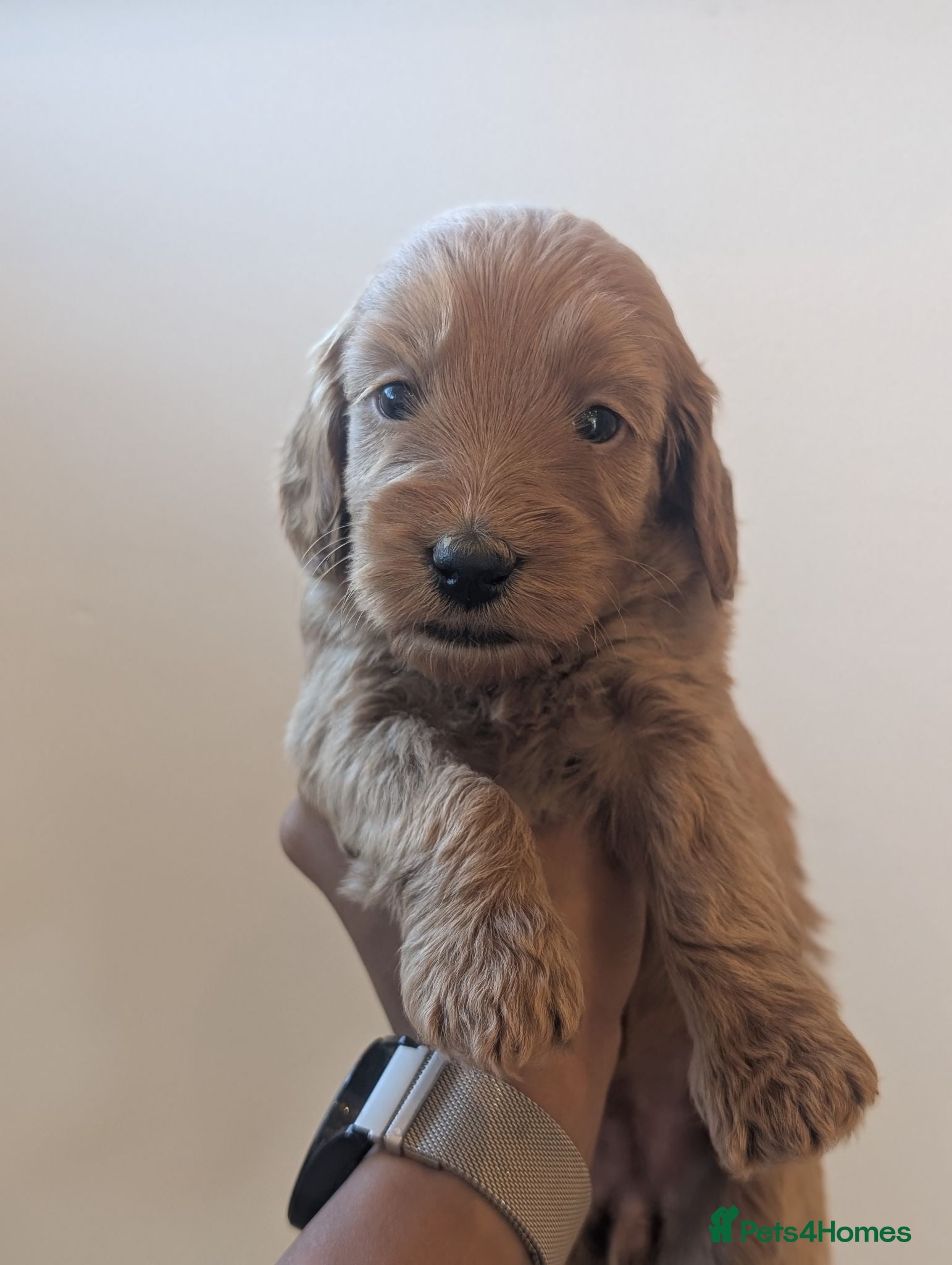 Mini Goldendoodle dogs Last female -F1BB Miniature Goldendoodle puppies  - Advert 1
