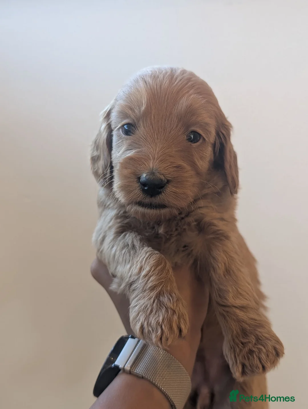 Mini Goldendoodle dogs for sale: Last female -F1BB Miniature Goldendoodle puppies  - Advert 1