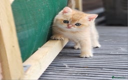 British Shorthair cats for sale: Tica reg Golden Shaded British shorthair kittens. - Image 8
