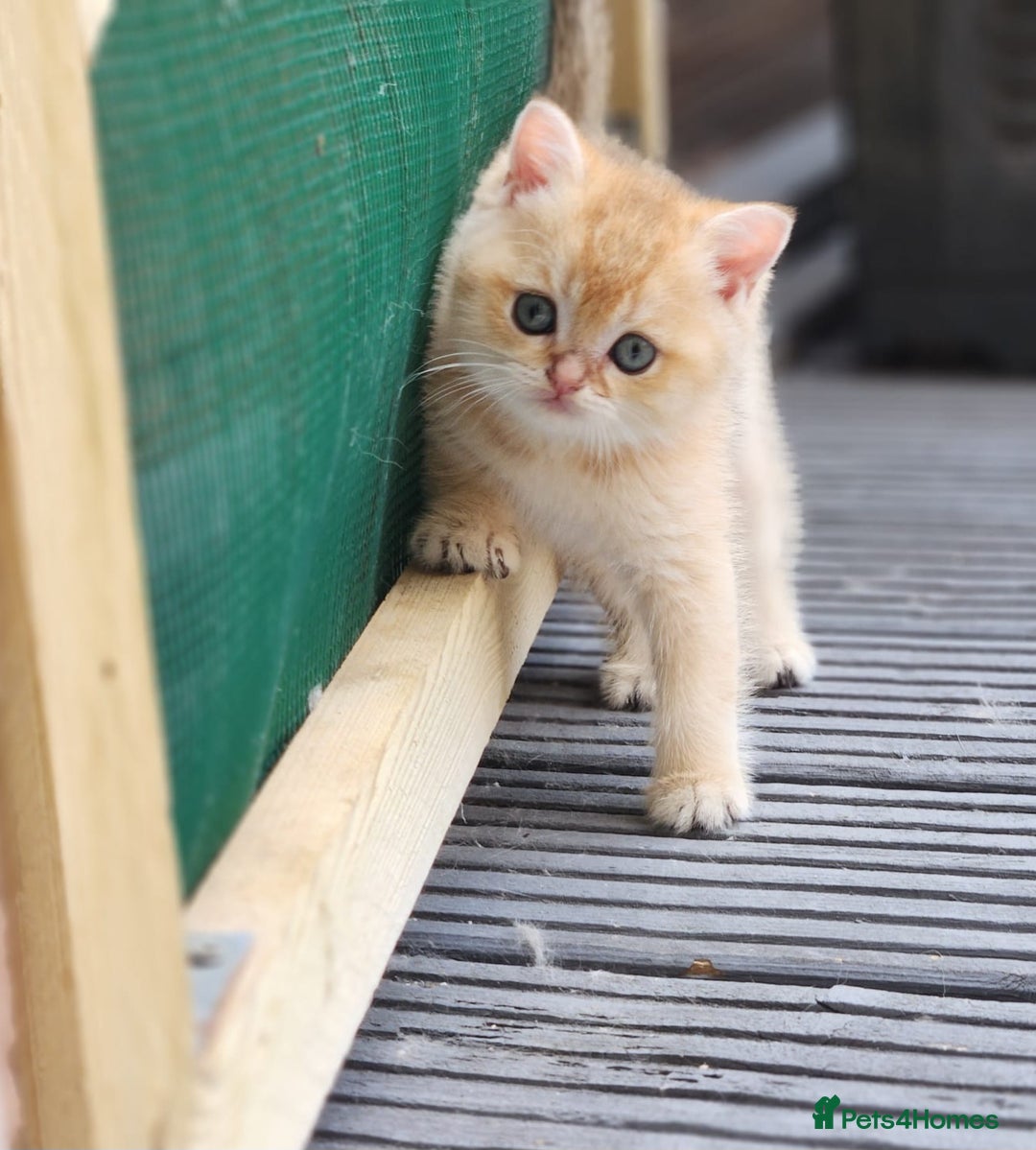 British Shorthair cats for sale: Tica reg Golden Shaded British shorthair kittens. - Image 8