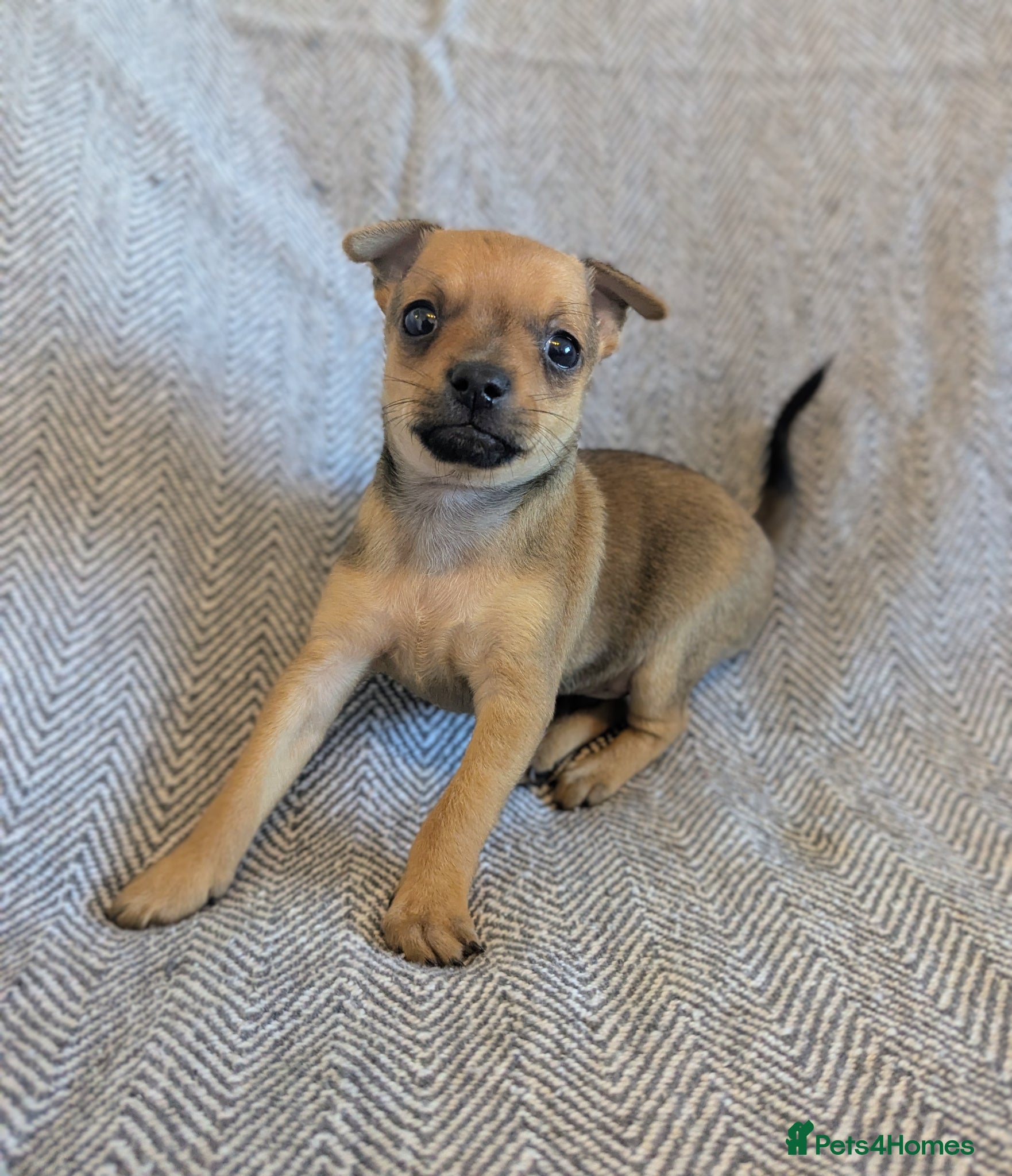 Mixed Breed dogs Adorable Tiny Chipin, Chihuahua x Pinscher boys,  - Advert 2