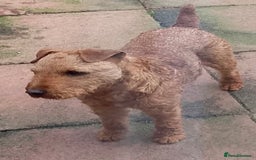 Lakeland Terrier dogs for sale: Quality Lakeland terrier looking for new home  - Image 4
