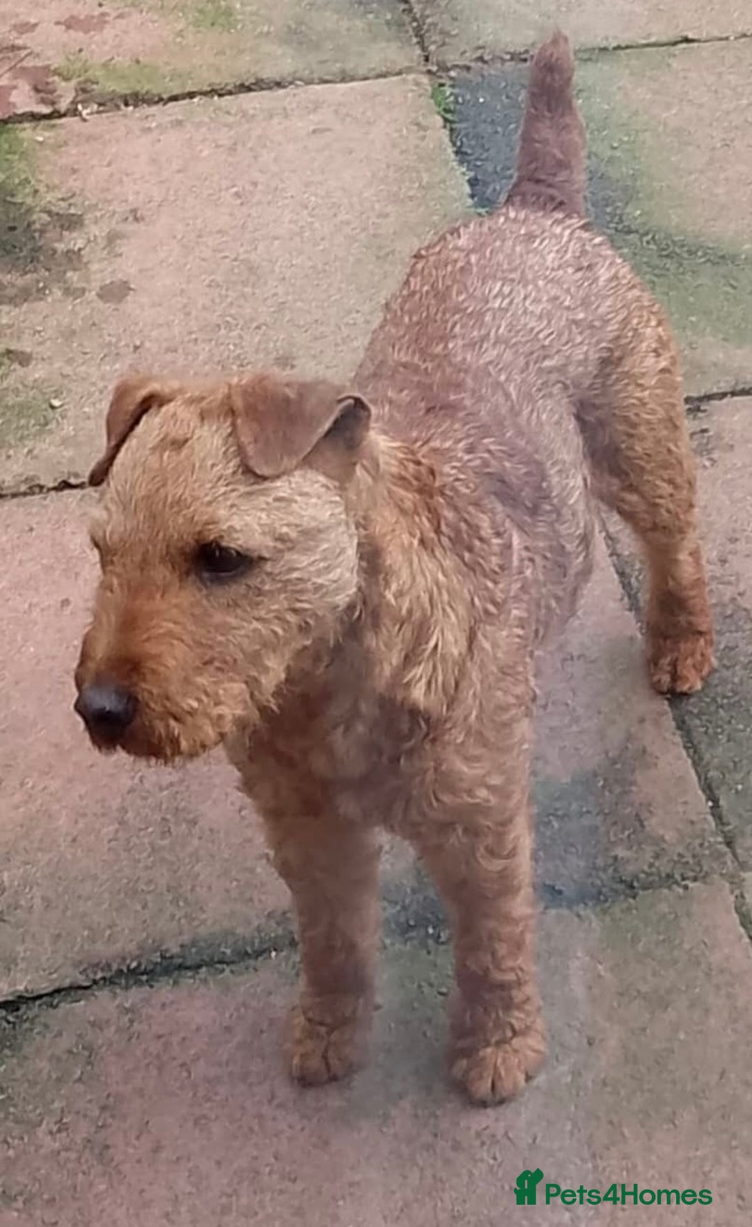Lakeland Terrier dogs for sale: Quality Lakeland terrier looking for new home  - Image 4